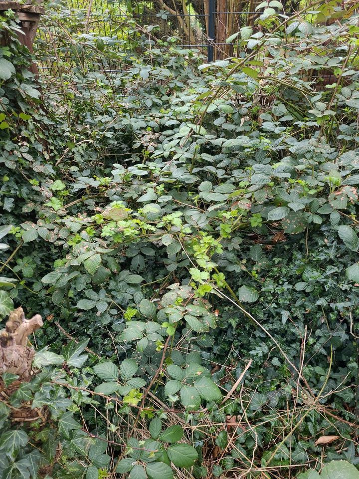 Brombeer Pflanzen zu verschenken in Altlandsberg