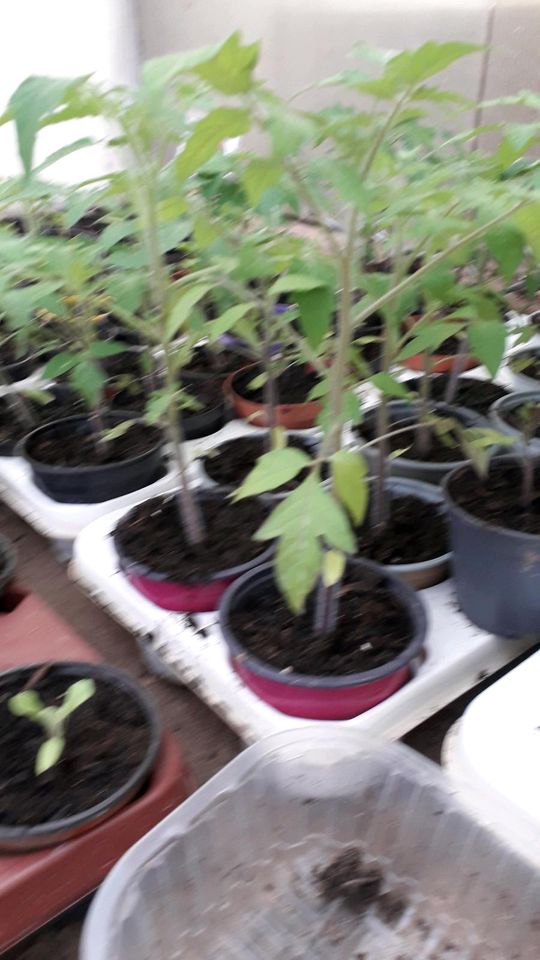 Kräftige Tomatenjungpflanzen,Paprika,Auberginen in Renchen