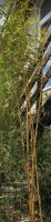 Phyllostachys vivax „Aureocaulis“ Bambus  Ca. 4 - 5 Meter Nordrhein-Westfalen - Rheinberg Vorschau