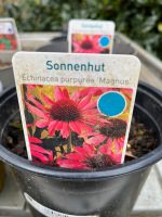 Sonnenhut Echinacea purpurea Magnus Stauden Bielefeld - Sennestadt Vorschau