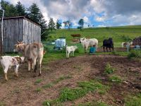 Zebu, Zwergzebu Kalb, Färse, Bullenkalb Thüringen - Stadtroda Vorschau