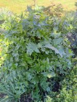 Acanthus, wahrer Bärenklau, Rheinland-Pfalz - Rülzheim Vorschau