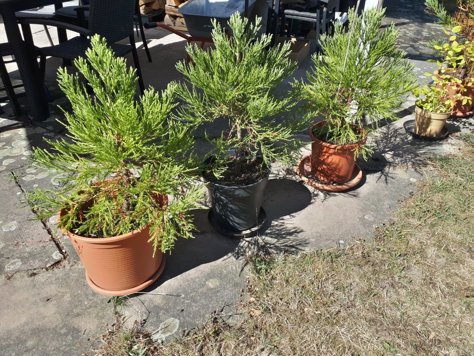 Sequoiadendron Giganteum/Mammutbaum in Ubstadt-Weiher