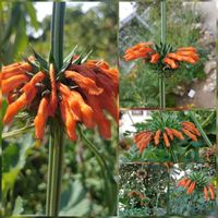 Afrikanisches Löwenohr (Leonotis nepetifolia) 2,50€  Samen Baden-Württemberg - Ahorn Vorschau