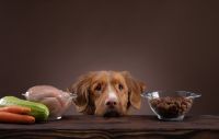 Individueller BARF Futterplan für deinen Hund Sachsen - Dohna Vorschau