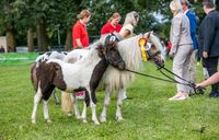 D.Pb. Shetland Pony Stute Ver.Pr.A. Kinderpony, Fahrpony Niedersachsen - Esterwegen Vorschau
