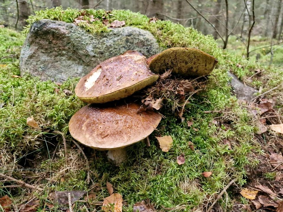 Wunderschönes Haus in Småland/Schweden zu verkaufen in Grimmen