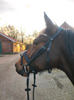 Reitbeteiligung Pferd sucht Reiter/in Lingen (Ems) - Münnigbüren Vorschau
