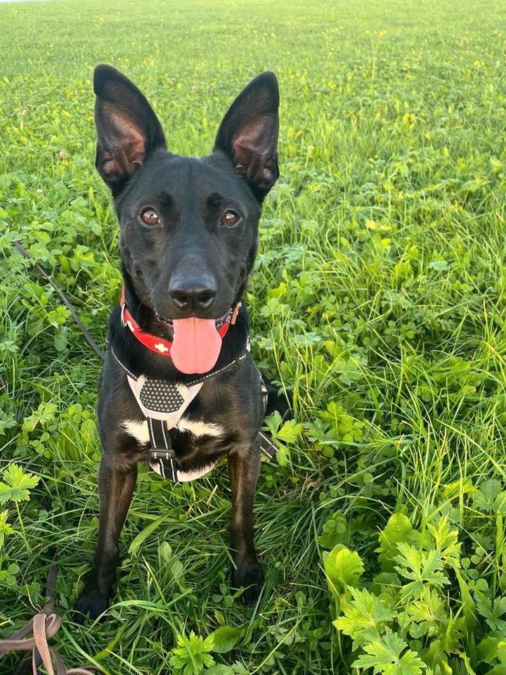 LINGUINI Malinois Mischling Tierschutz Hund Rüde in Neukloster