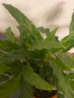Calathea, Zimmerpflanze, Grünpflanzen Bayern - Neusäß Vorschau
