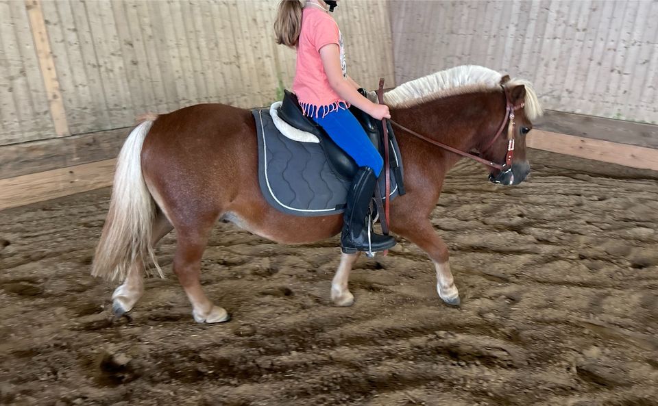 Reitbeteiligung Shetty♥️ in Großensee