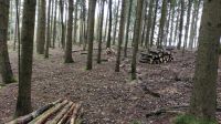 Suche Holz Bayern - Pocking Vorschau