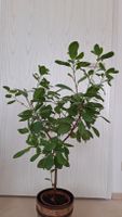 Ficus (Zimmerpflanze) Niedersachsen - Gifhorn Vorschau