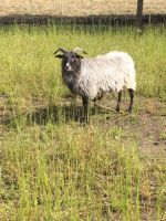 Heidschnucken Schafe Niedersachsen - Luckau (Wendland) Vorschau