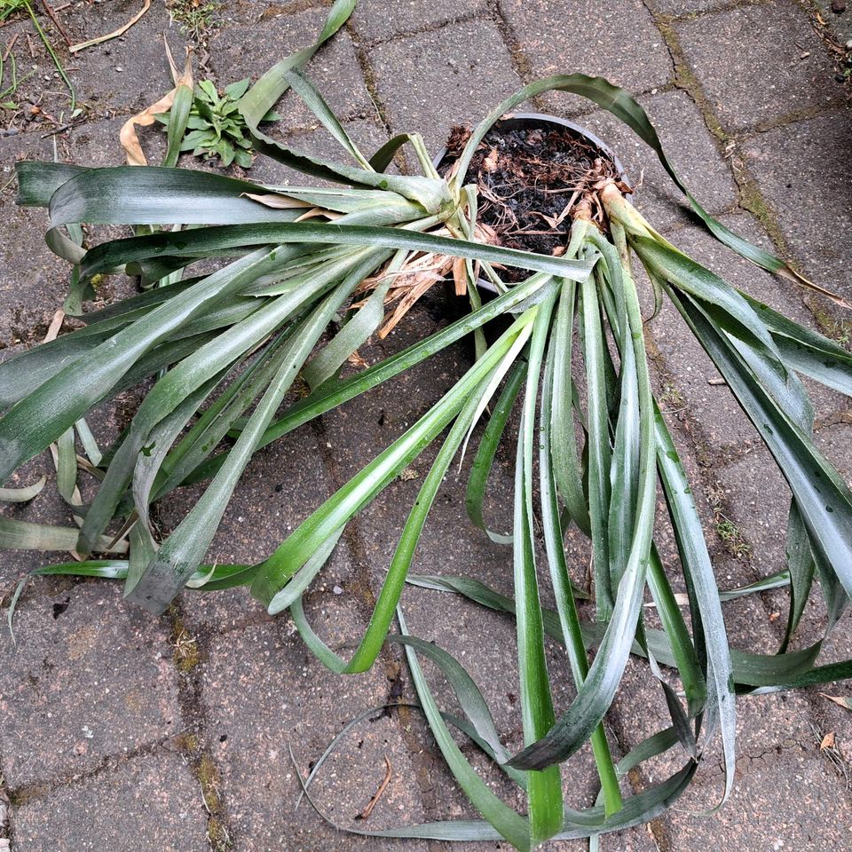 Bromelie Billbergia nutans, Zimmerhafer in Lüdenscheid