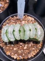 Haworthia Truncata ‘Gu Home’ Saarbrücken-Mitte - Alt-Saarbrücken Vorschau