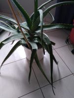 Zimmerpflanze  Aloe Vera groß Nordrhein-Westfalen - Selm Vorschau