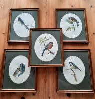 Alte Bilder Vögel aus Cornwall  England Nordrhein-Westfalen - Herford Vorschau