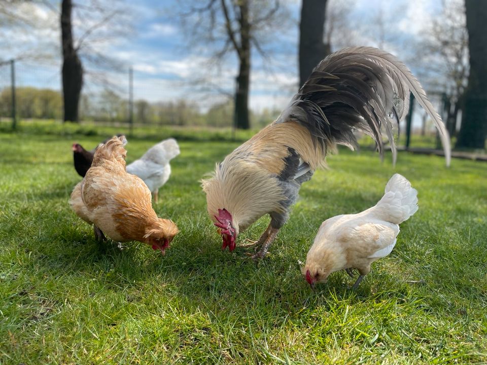 Bruteier Hühner Küken Buntleger Marans Orpington in Lemwerder