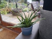 Aloe Vera - Ableger Nordrhein-Westfalen - Borgentreich Vorschau