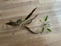 Cryptocoryne Bayern - Hutthurm Vorschau