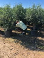 Olea Europaea Picual (Olivenbaum) ab 30/35cm Stammumfang Nordrhein-Westfalen - Recklinghausen Vorschau