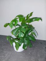 Monstera Minima Rhaphidophora Tetrasperma 30/35cm Berlin - Reinickendorf Vorschau