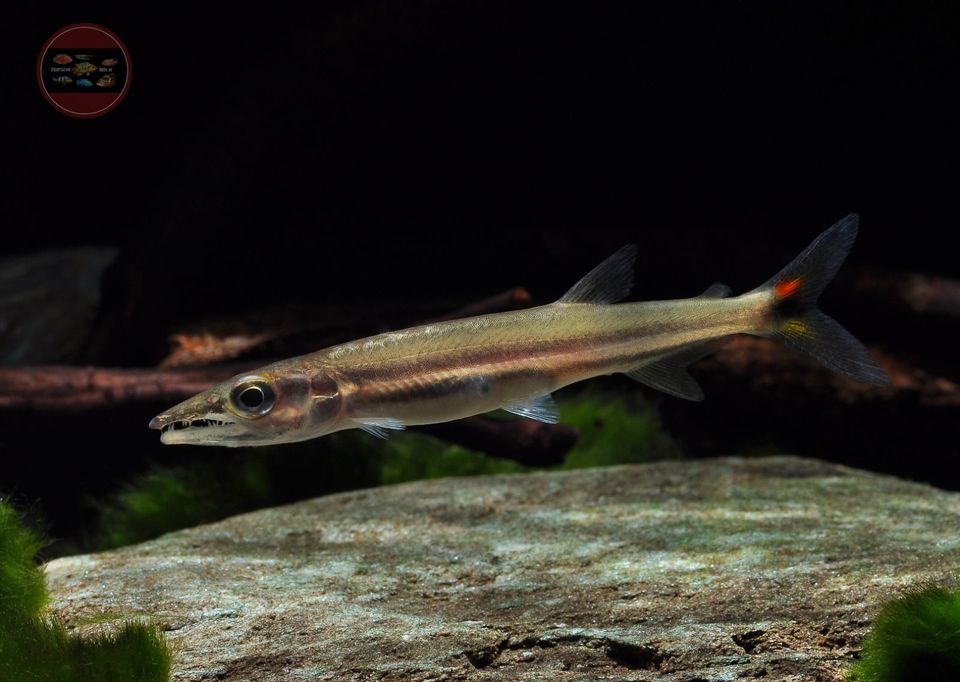 Acestrorhynchus falcirostris "Yellow Tail Barracuda" in Hoppegarten