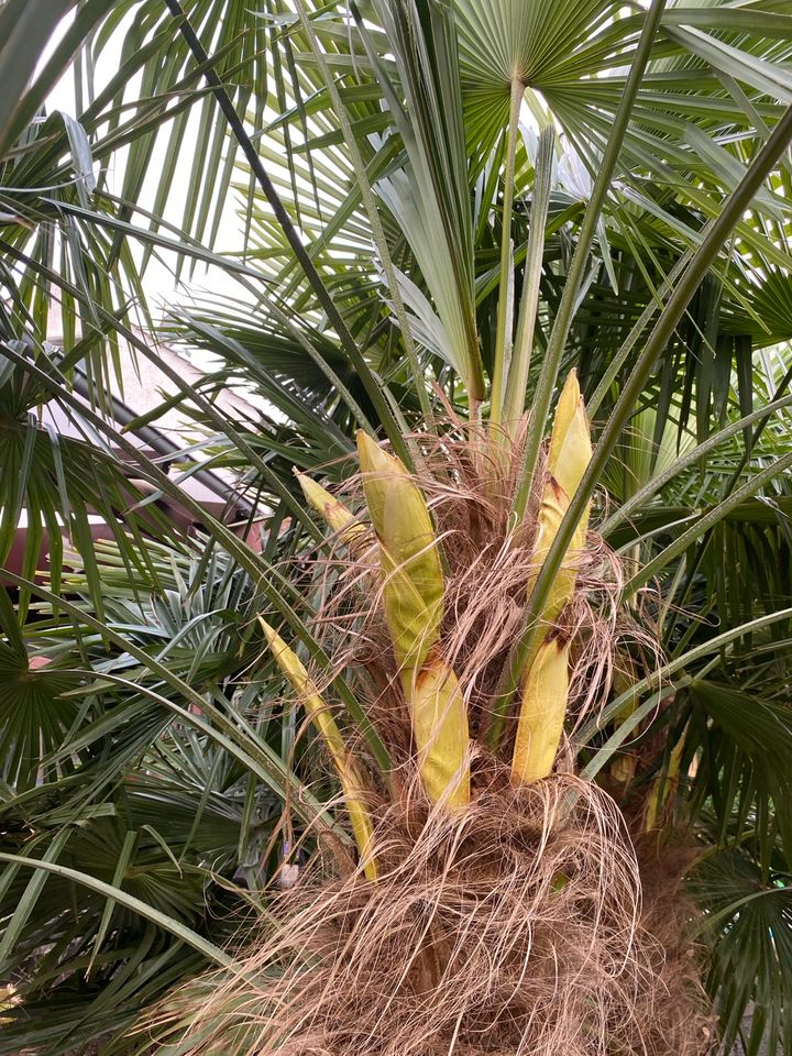 50 Hanfpalmensamen (Trachycarpus fortunei) in Solingen