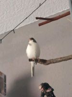 Kanarienvogel männlich (ca. 3 Jahre Jung) Hessen - Groß-Zimmern Vorschau