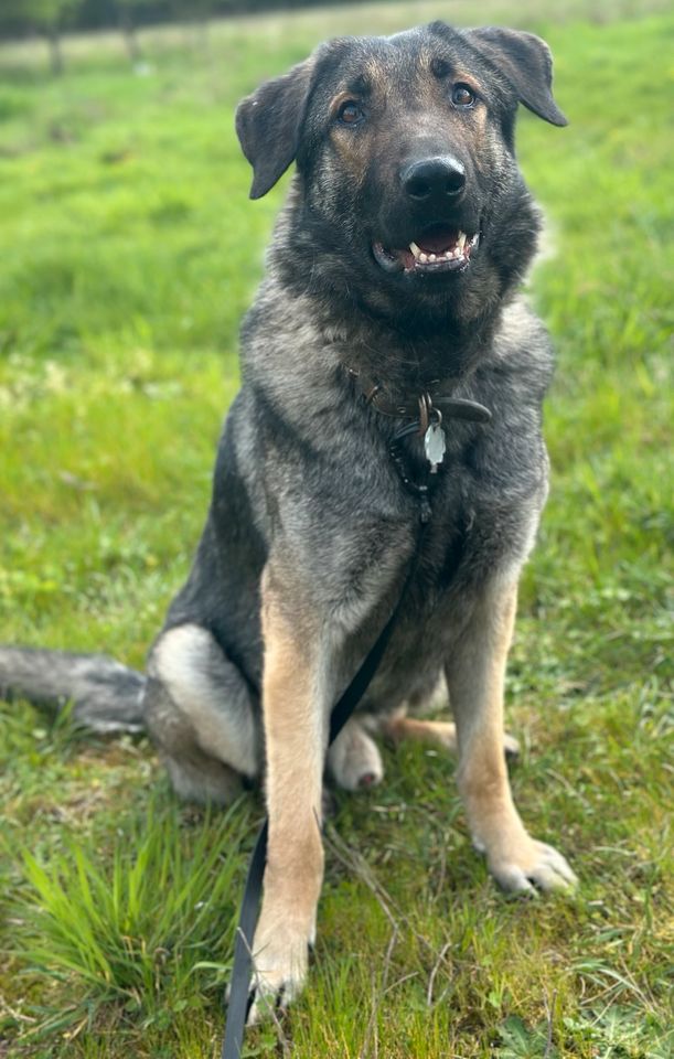 Fenrir, Rüde kastriert, ca 1,5 Jahre, ca 75 cm in Wegberg