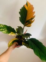 Philodendron Caramel Marble Variegata Große Pflanze Nordrhein-Westfalen - Mönchengladbach Vorschau