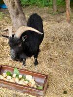 Ziegenbock Bayern - Schnaittach Vorschau