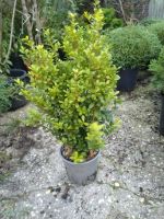 Ilex crenata / Japanische Stechpalme / Buxbaum Ersatz /Höhe 50cm Nordrhein-Westfalen - Bocholt Vorschau