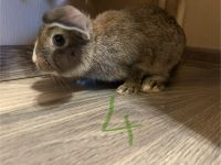 5 baby Kaninchen abzugeben Nordrhein-Westfalen - Herne Vorschau