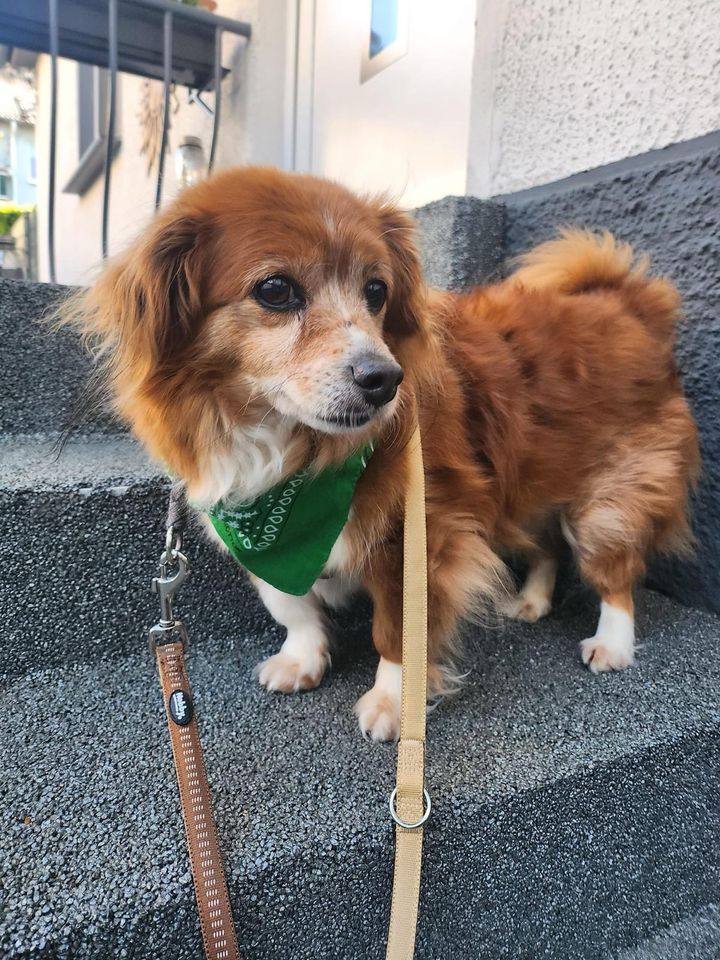 Kleiner JAMIE ❤️ aus dem Tierschutz sucht seine Familie in Wuppertal