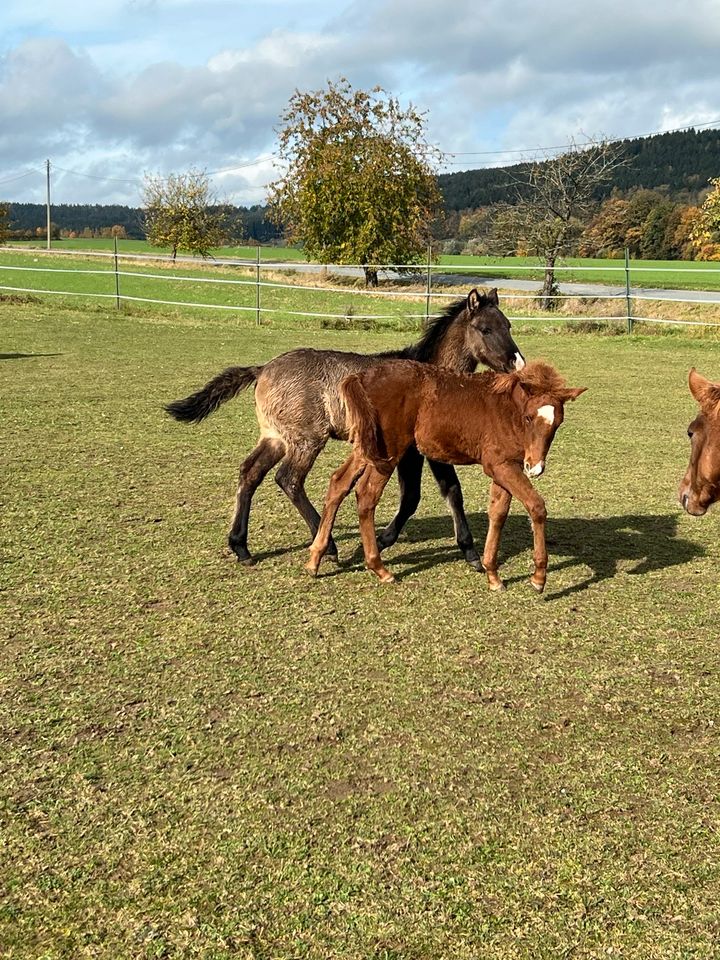 Vorankündigung - reinrassige Mustang Fohlen aus 2023 in Weiden (Oberpfalz)