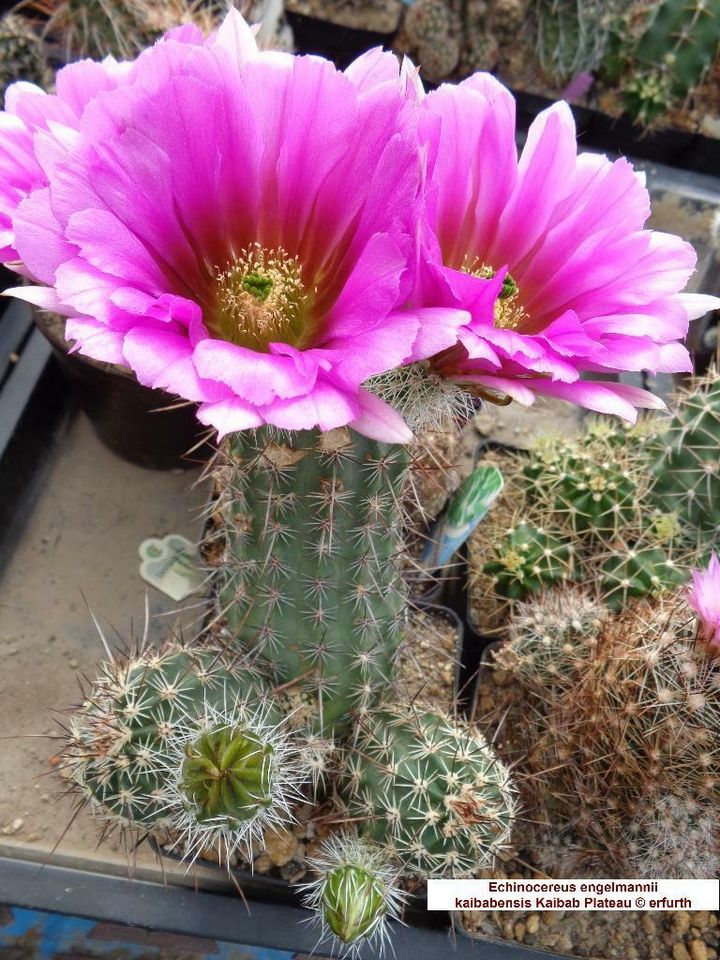 Seltene winterharte Echinocereen / Kakteen zu verkaufen in Sondershausen