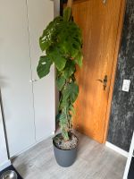 Monstera Dubia Nordrhein-Westfalen - Beverungen Vorschau