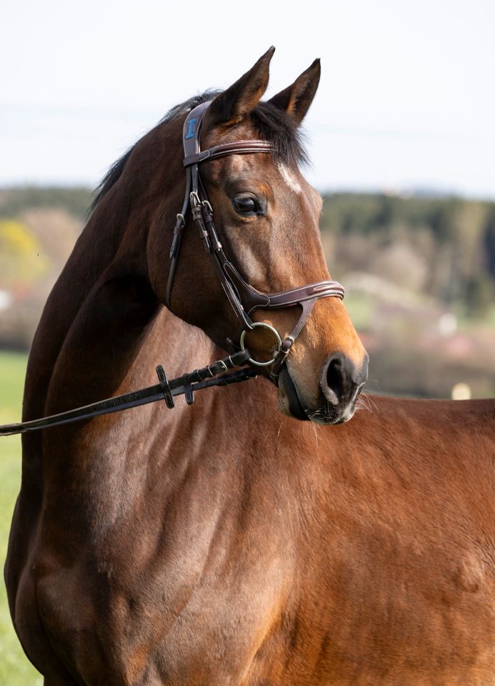 7 jähriges Springpferd von Barcley (Baloubet) x Centesimo in Riedlingen