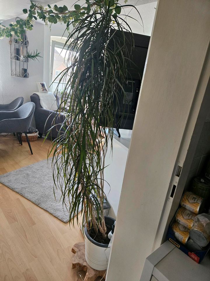 Zimmerpflanze Drachenbaum 180cm in Lübeck