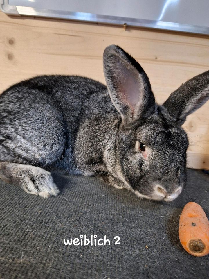 Kaninchen abzugeben in Schöllnach