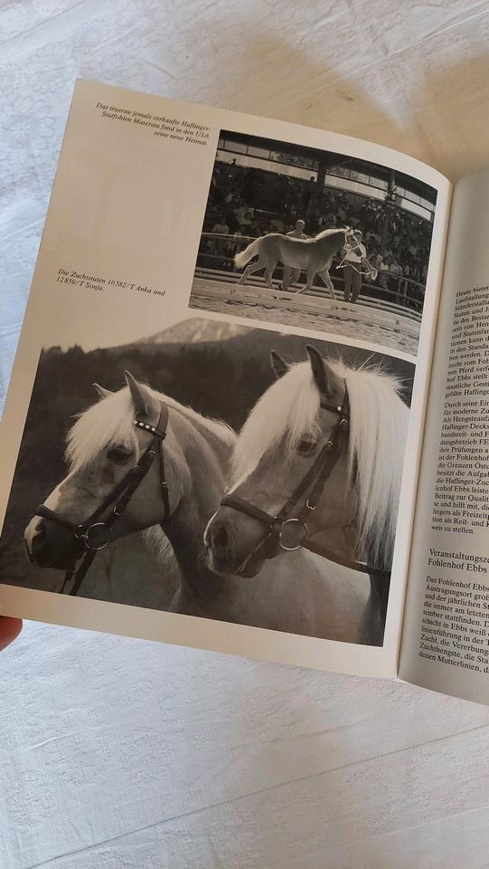 Buch "Haflinger Pferde" (Neuausgabe) in Kulmbach