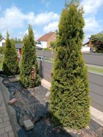 Thuja Bäume 4Stück. Niedersachsen - Königslutter am Elm Vorschau