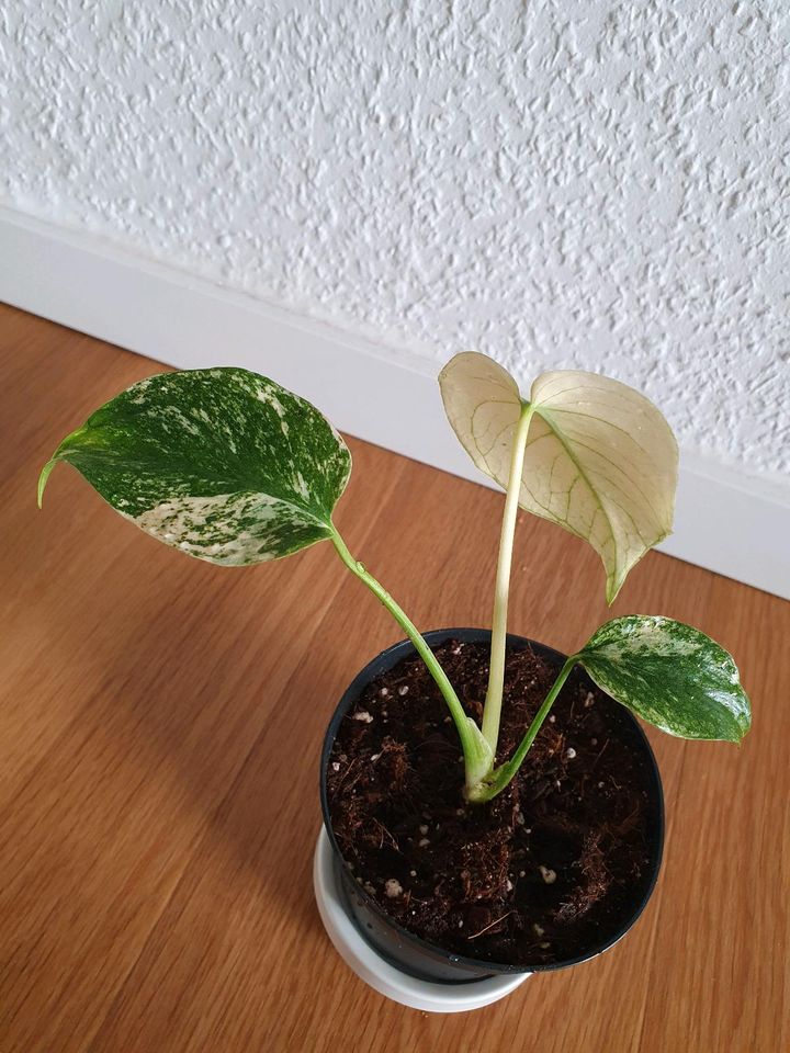 Monstera Deliciosa Mint Variegata in Köln