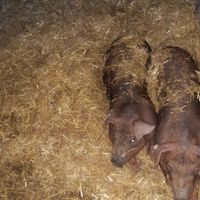 Duroc Schweinefleisch Fleisch strohhaltung Niedersachsen - Scheeßel Vorschau