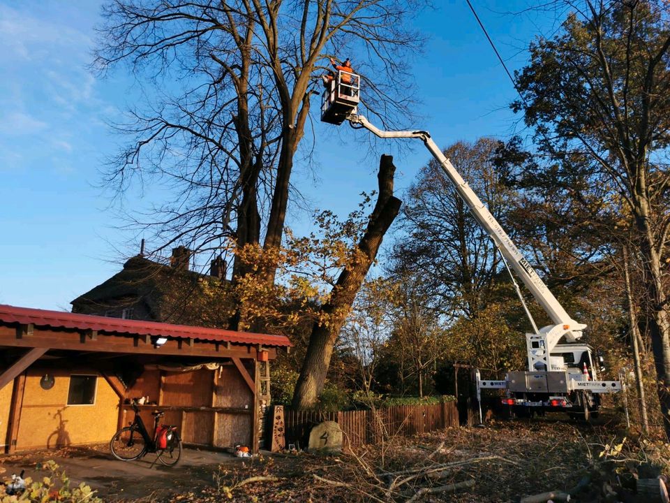 Baumfällarbeiten Baumfällen in Westerstede