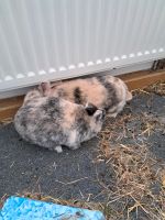 2 weibliche Kaninchen in liebevolle Hände abzugeben Thüringen - Jena Vorschau
