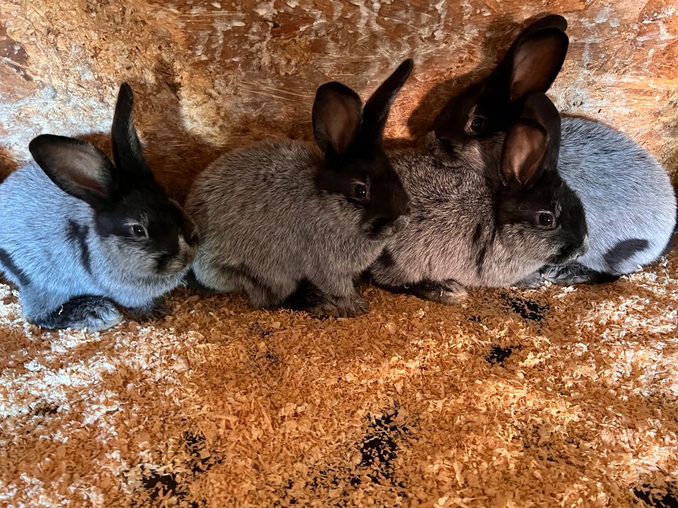 Helle Groß Silber Kaninchen zu verkaufen in Schellerten