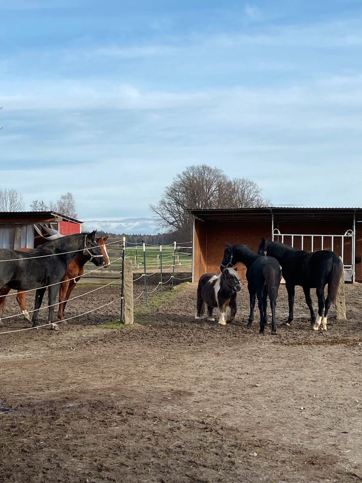 Pflegebeteiligung Pferd/Pony kostenlos in Großharthau-Seeligstadt